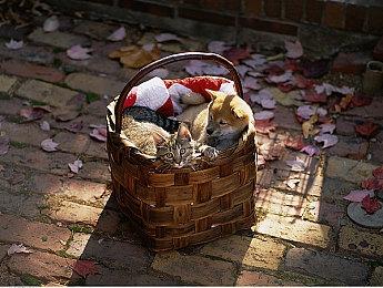 为了《漫威蜘蛛侠2》在沙特过审 索尼删除了游戏中LGBTQ+元素